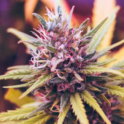 Cannabis Strains at Telluride Green Room